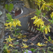 Mountain Quail